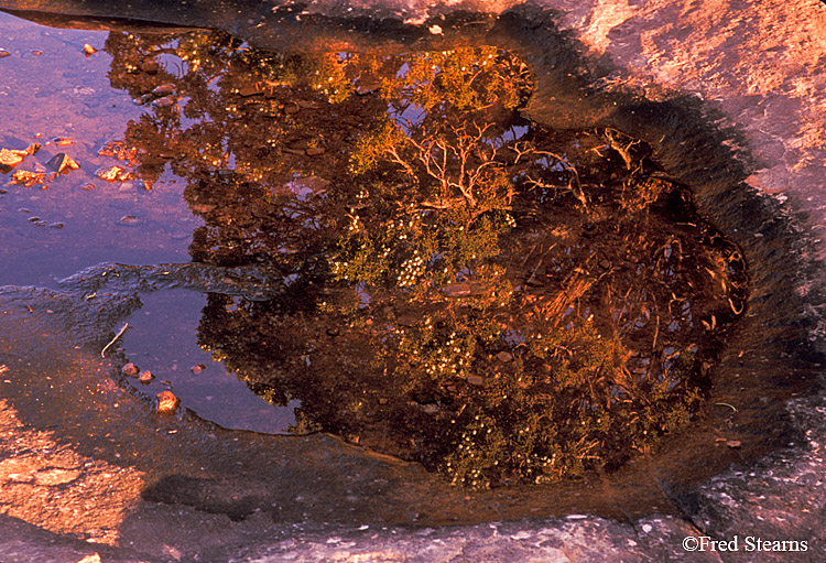 Colorado National Monument Juniper Reflection